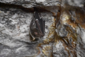 Eine Fledermaus in einer Höhle gesichtet.